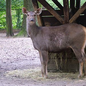 Malayan Sambar at Tierpark Berlin, 30/08/11