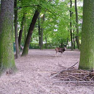 Deer Paddock at Tierpark Berlin, 30/08/11