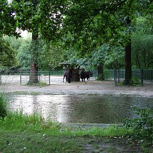Bison Paddock at Tierpark Berlin, 30/08/11