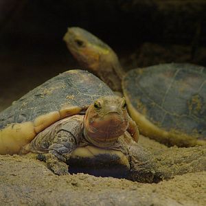 Yellow-marginated Box Turtles at Tierpark Berlin, 01/09/11