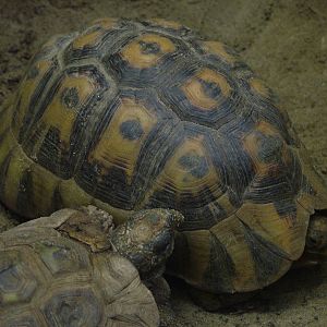 Tortoises at Tierpark Berlin, 01/09/11