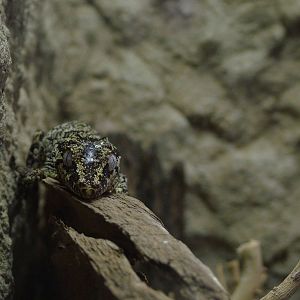 Gargoyle Gecko at Tierpark Berlin, 01/09/11