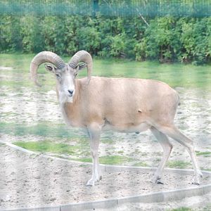 Afghan Red Sheep (Urial) at Tierpark Berlin, 01/09/11