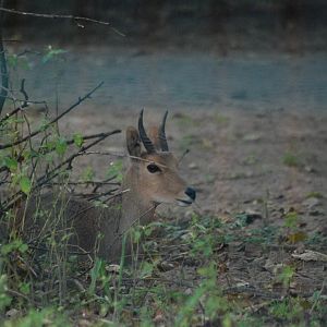 Southern Mountain Reedbuck at Tierpark Berlin, 01/09/11