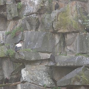 Four Species of New World Vulture in One Photo at Tierpark Berlin, 01/09/11