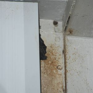 Swift Fruit Bat at Tierpark Berlin, 01/09/11