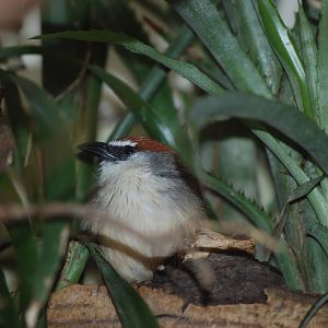 Chestnut-capped Babbler at Tierpark Berlin, 01/09/11