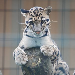 Indochinese Clouded Leopard at Tierpark Berlin, 01/09/11