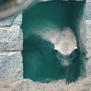 Ratel at Tierpark Berlin, 01/09/11