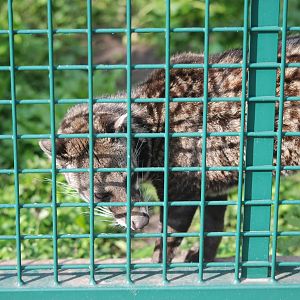 Malayan Civet at Tierpark Berlin, 01/09/11