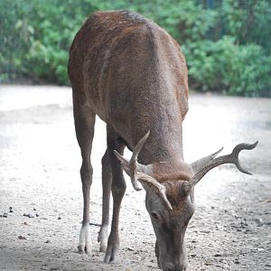 Barbary Red Deer at Tierpark Berlin, 01/09/11