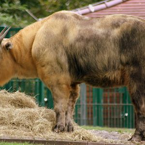 Sichuan takin; Berlin Tierpark; 9th September 2011