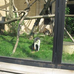 Diana Monkey's Exhibit