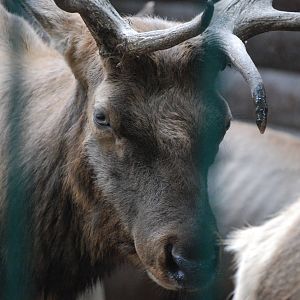 Tule Wapiti at Tierpark Berlin, 01/09/11
