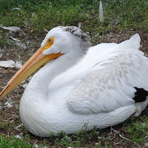 American White Pelican at Tierpark Berlin, 01/09/11