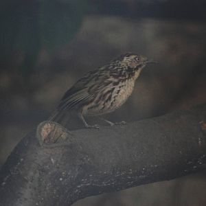 Chinese Babax at Tierpark Berlin, 01/09/11