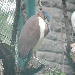 Philippine Rufous Night Heron at Tierpark Berlin, 01/09/11