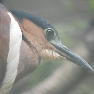 Philippine Rufous Night Heron at Tierpark Berlin, 01/09/11