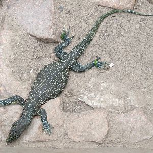 Blue-tailed Monitor at Tierpark Berlin, 01/09/11