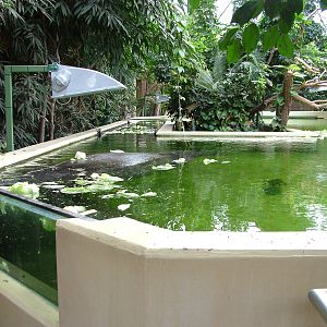 Manatee Viewing at Tierpark Berlin, 01/09/11