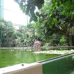 Manatee Viewing at Tierpark Berlin, 01/09/11