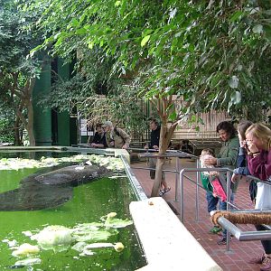 Manatee Viewing at Tierpark Berlin, 01/09/11