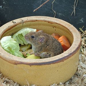 Guenther's Vole at Tierpark Berlin, 01/09/11
