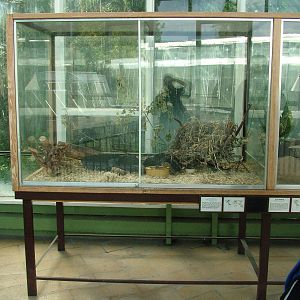 Vole Exhibit at Tierpark Berlin, 01/09/11