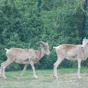 Marco Polo Sheep at Tierpark Berlin, 01/09/11