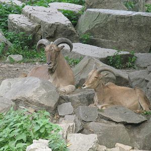 Barbary Sheep's