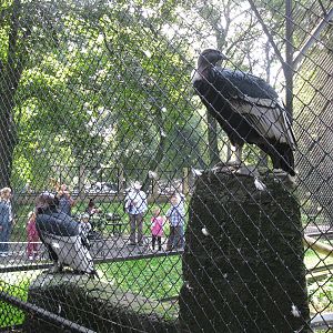 Two Condors