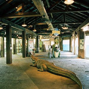 Texas swamps viewing area