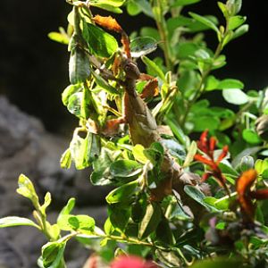 australian spiny stick insect