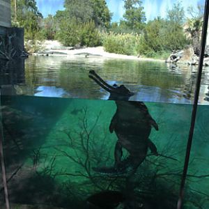 gharial exhibit
