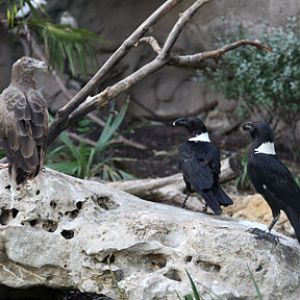 palm nut vulture and white necked ravens