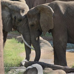 elephants headbutting