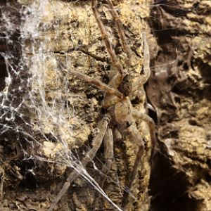 fishing spider