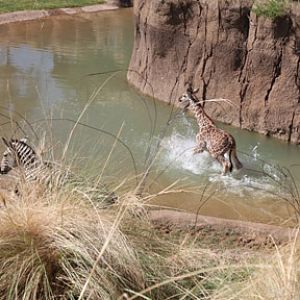 baby giraffe splashing
