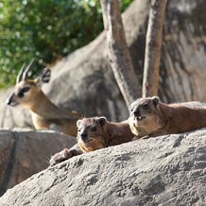 hyrax and klipsringer