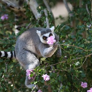 lemur plucking flower