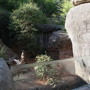 meerkat exhibit