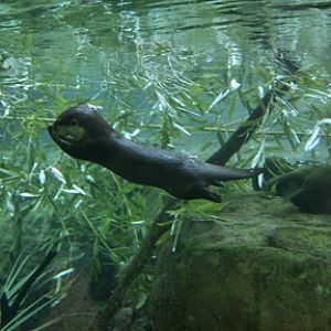 small claw otter underwater