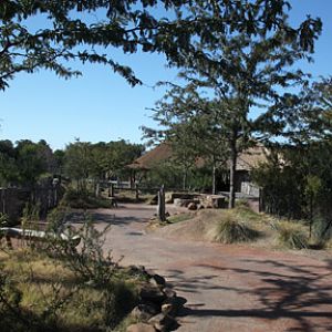 path in Giants Of The Savannah