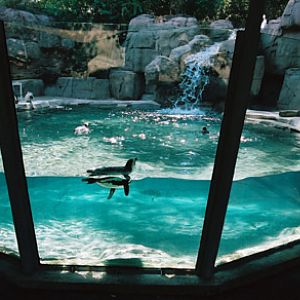 black footed penguin exhibit