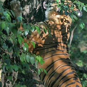 tiger licking tree