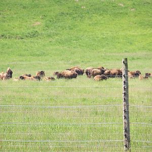 Bison Herd