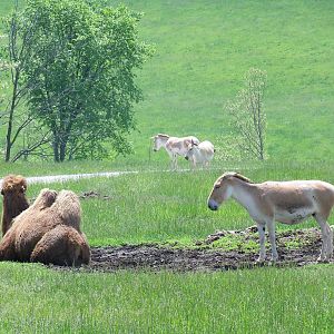 Persian Onager and Bactrian Camel