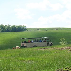 Open-Air Safari Tour