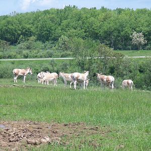 Persian Onager Herd