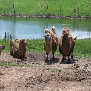 Bactrian Camels